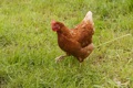 Biosecurity for the backyard chook