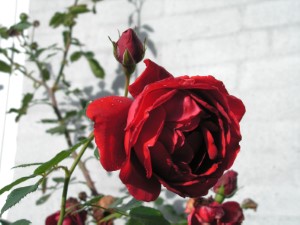 Roser roede