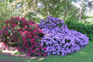 Rhododendronbuske