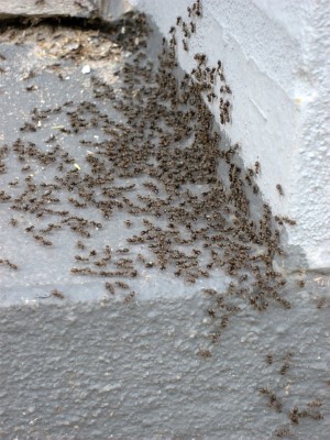 Myrer paa trappe