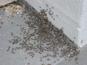 Myrer paa trappe 2