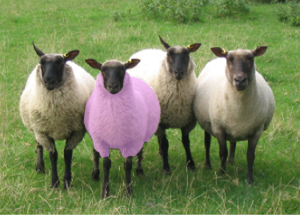 Sheep usp