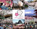 IBooknow room deals in tokyo cherry blossom festival