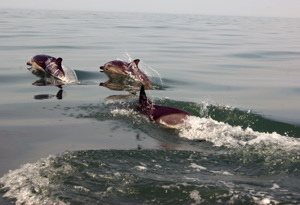 Dolphin Pod Cornwall boat trips