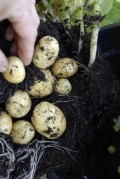 gode sorter af læggekartofler - Home & Garden