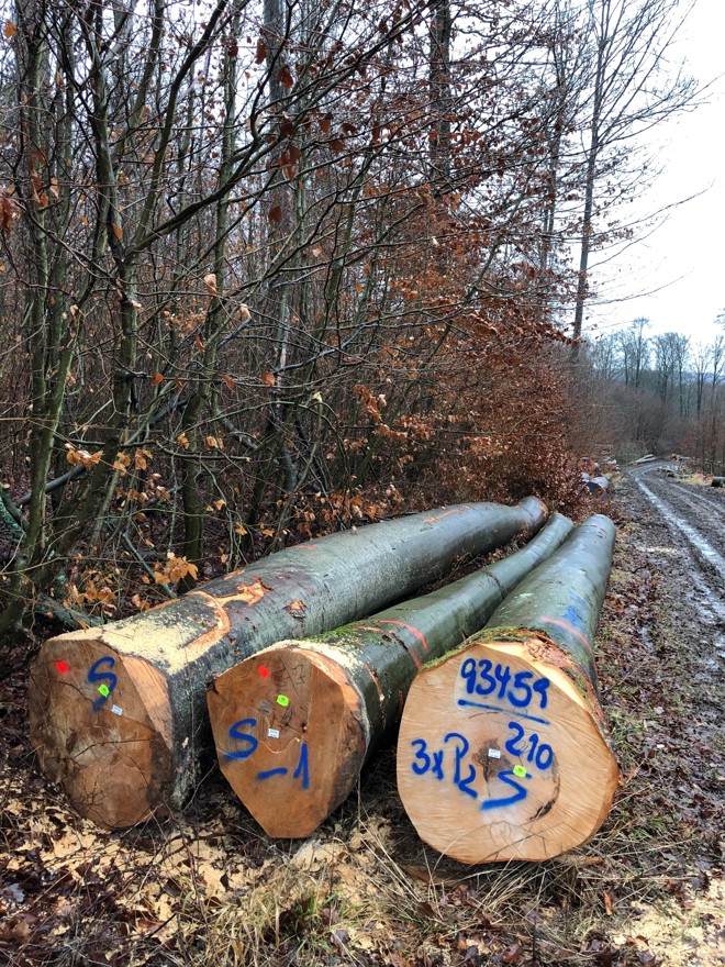 Bøg logs for export