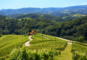 Špičnik Heart on wine road by Slovenian Tourist Board
